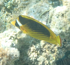 Chaetodon fasciatus
