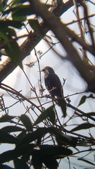 Sturnus vulgaris