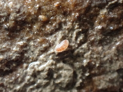 Buchnerillo atlanticus