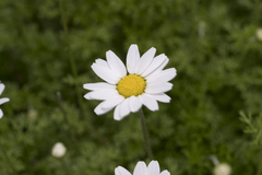 Anthemis