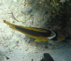 Chaetodon fasciatus