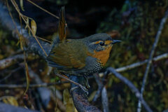 Scelorchilus rubecula