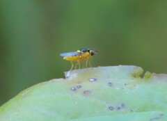 Chloropidae