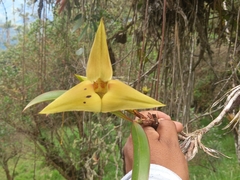Maxillaria erikae