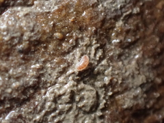 Buchnerillo atlanticus