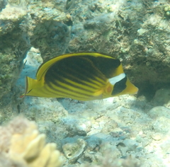Chaetodon fasciatus