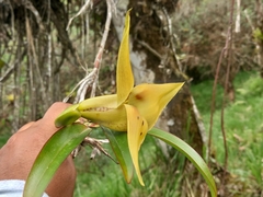 Maxillaria erikae