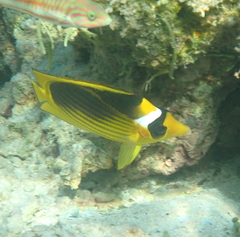 Chaetodon fasciatus