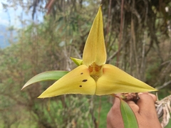 Maxillaria erikae