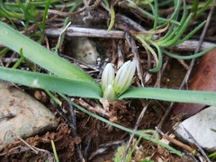Allium chamaemoly