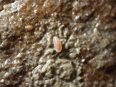 Buchnerillo atlanticus