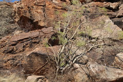 Steganotaenia araliacea