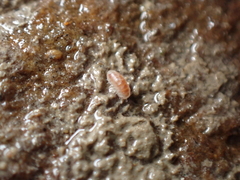 Buchnerillo atlanticus