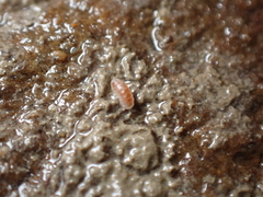 Buchnerillo atlanticus