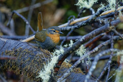 Scelorchilus rubecula