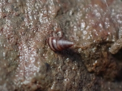 Cingula trifasciata