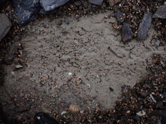 Buchnerillo atlanticus