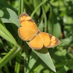 Tegosa