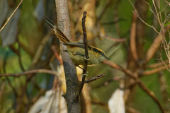 Aphrastura spinicauda