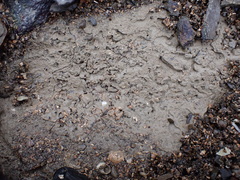 Buchnerillo atlanticus