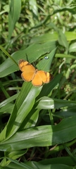 Tegosa