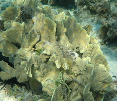 Millepora platyphylla