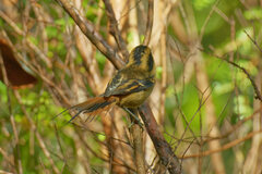 Aphrastura spinicauda