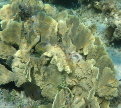 Millepora platyphylla