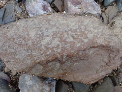 Buchnerillo atlanticus