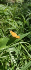 Tegosa