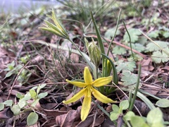 Gagea villosa