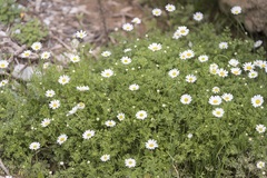 Anthemis