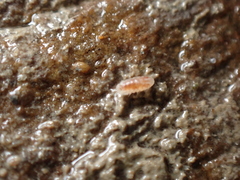 Buchnerillo atlanticus