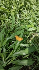 Tegosa