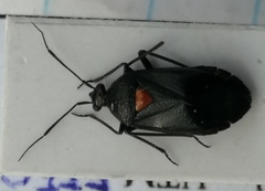 Deraeocoris scutellaris