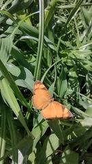 Tegosa