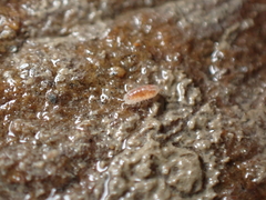 Buchnerillo atlanticus