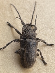 Hecyra terrea