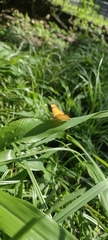 Tegosa