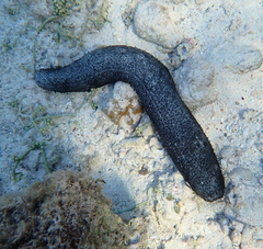 Holothuria atra