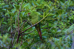 Enicognathus leptorhynchus