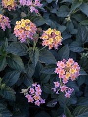 Lantana