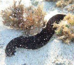 Holothuria atra