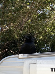 Corvus macrorhynchos japonensis