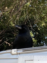 Corvus macrorhynchos japonensis