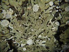 Physconia distorta