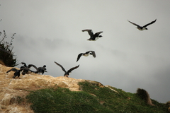 Leucocarbo carunculatus