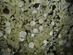 Physconia distorta