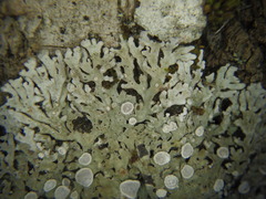 Physconia distorta