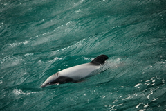Cephalorhynchus hectori